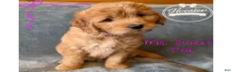 Goldendoodle dogs for sale: Sweet Pea - Ad 1