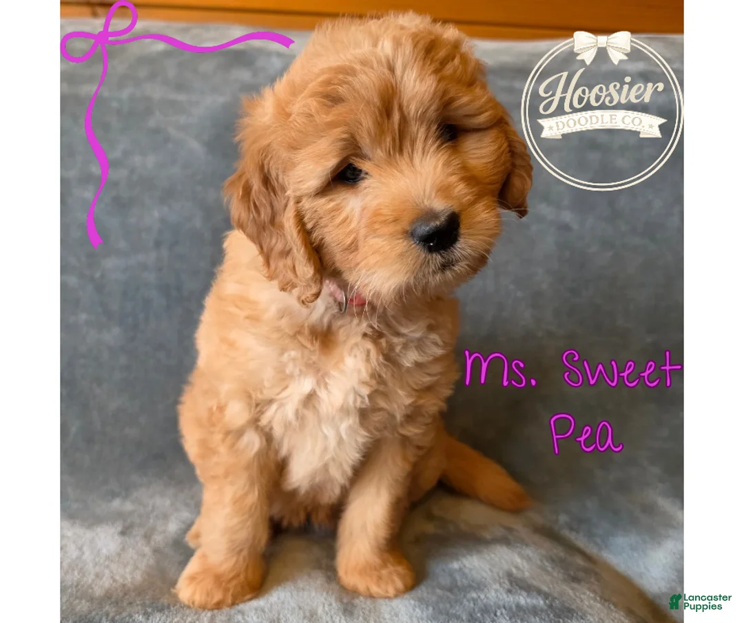 Goldendoodle dogs for sale: Sweet Pea - Ad 1
