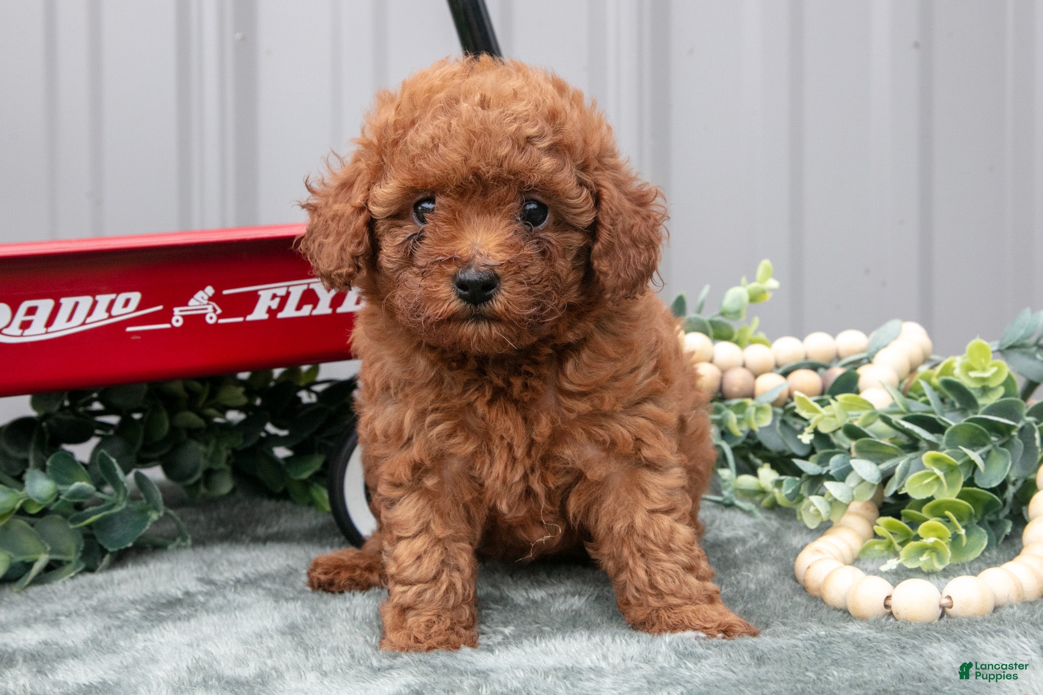 Toy Poodle dogs Patty - Ad 2