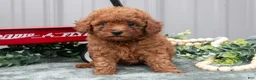 Toy Poodle dogs for sale: Patty - Ad 2