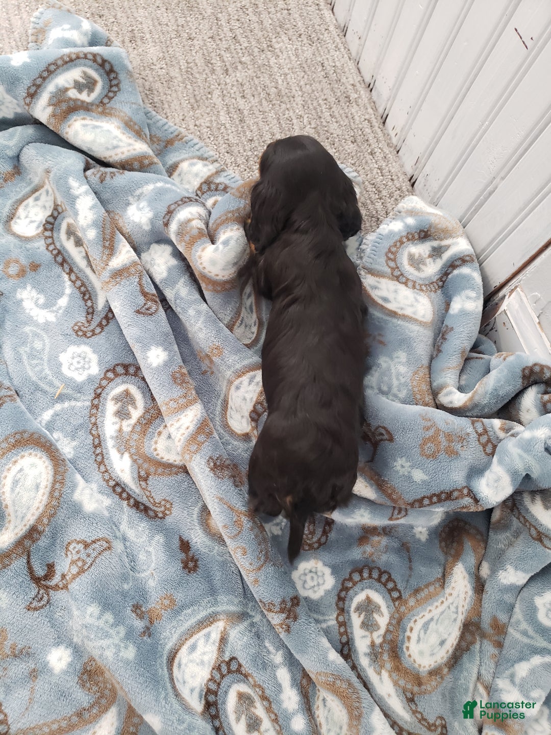 Miniature Dachshund dogs for sale: Bella - Ad 3
