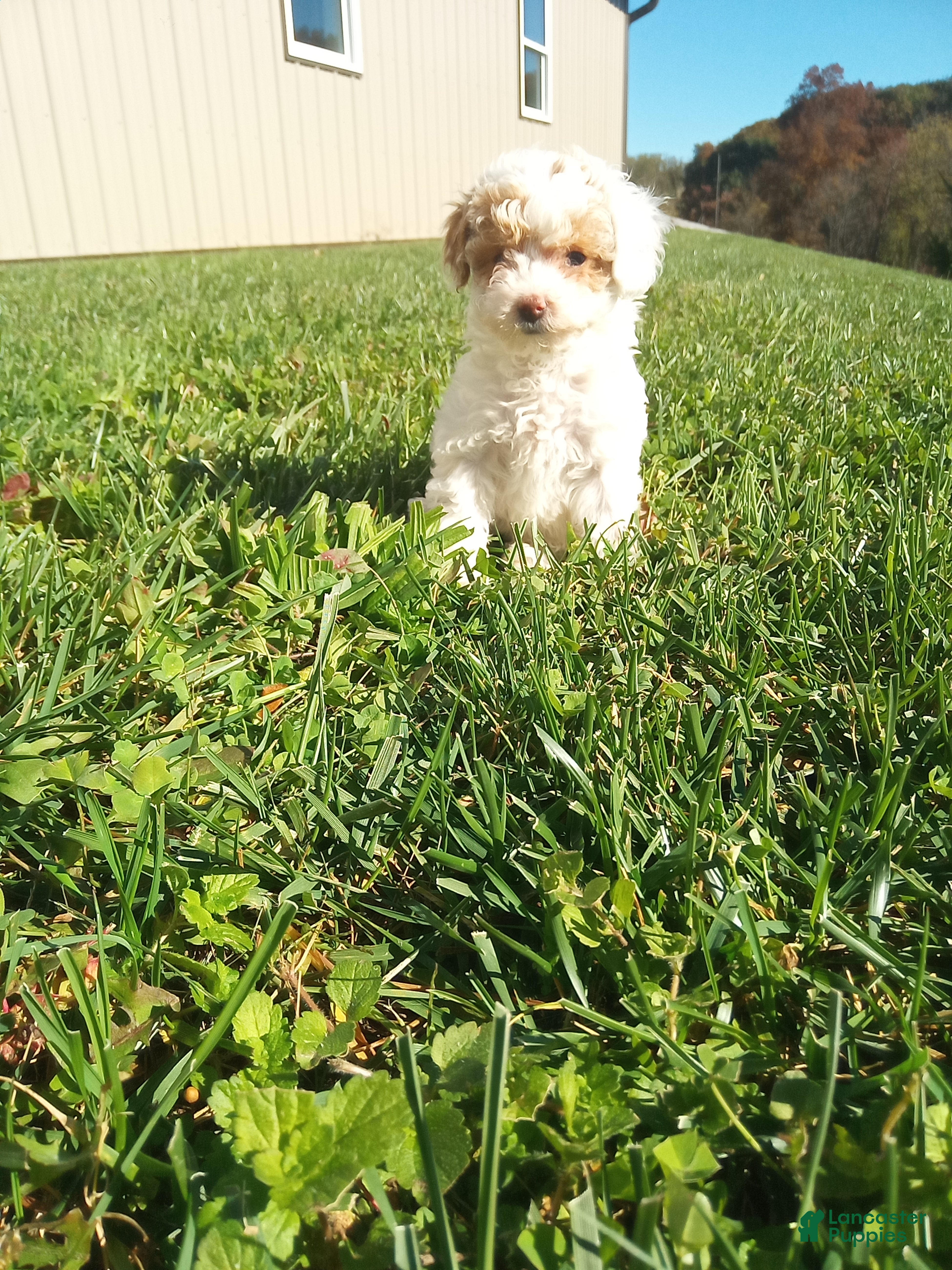 Toy Poodle dogs for sale: Pearl - Ad 4