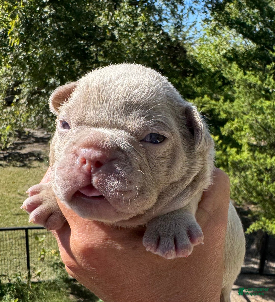 French Bulldog dogs for sale: French Bulldog Puppy 1 - Ad 7