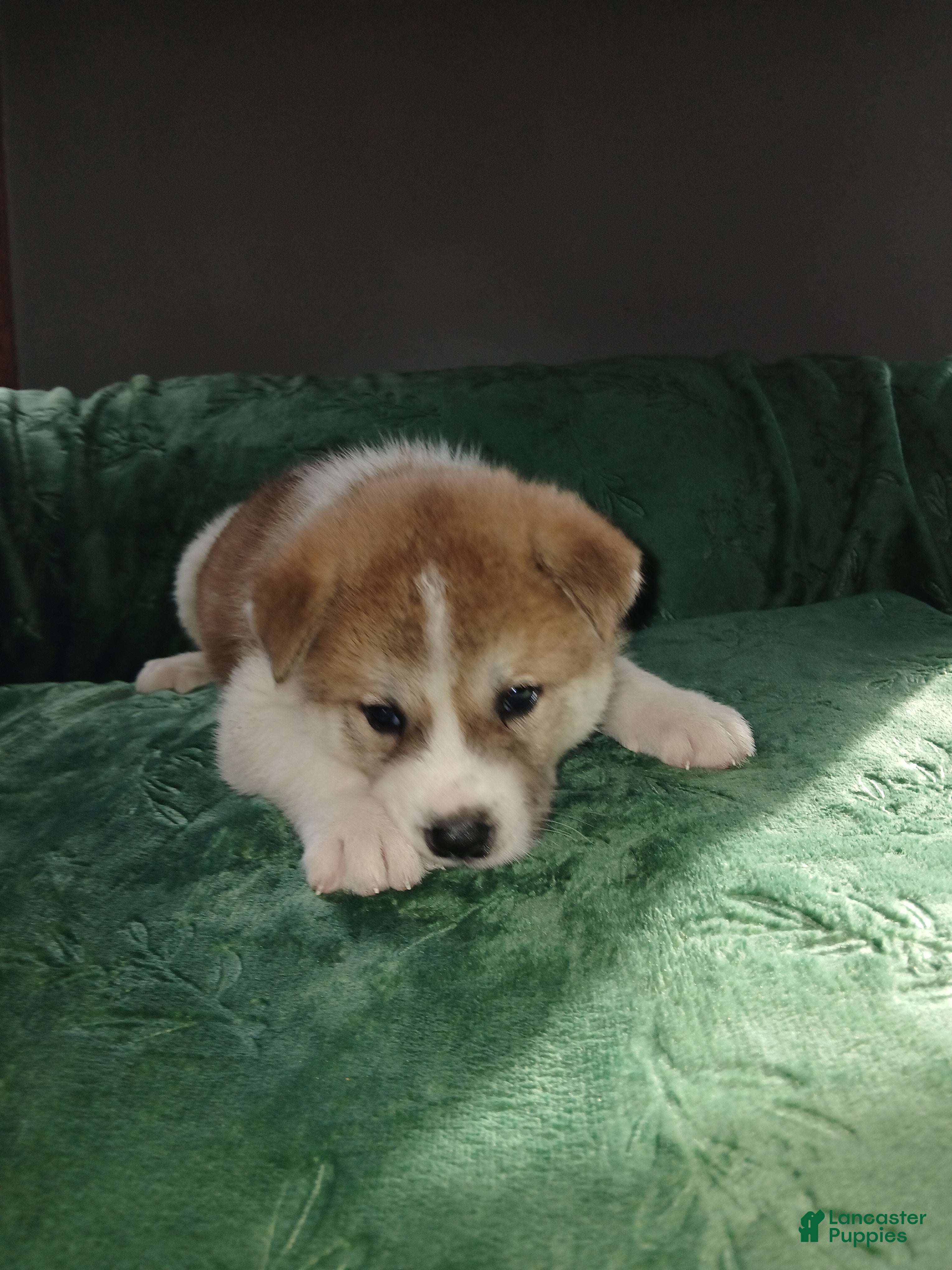 Akita dogs Cypress - Ad 2