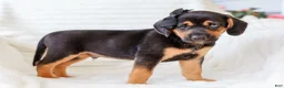 Mixed Breed dogs for sale: Arlo Beagle Mix Puppy - Ad 5
