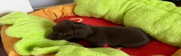 Dachshund dogs for sale: Dark Chocolate - Ad 13