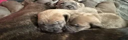 Cane Corso dogs for sale: Cane Corso 5- Dustin  - Ad 12