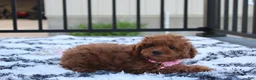 Miniature Poodle dogs for sale: Sasha  - Ad 11