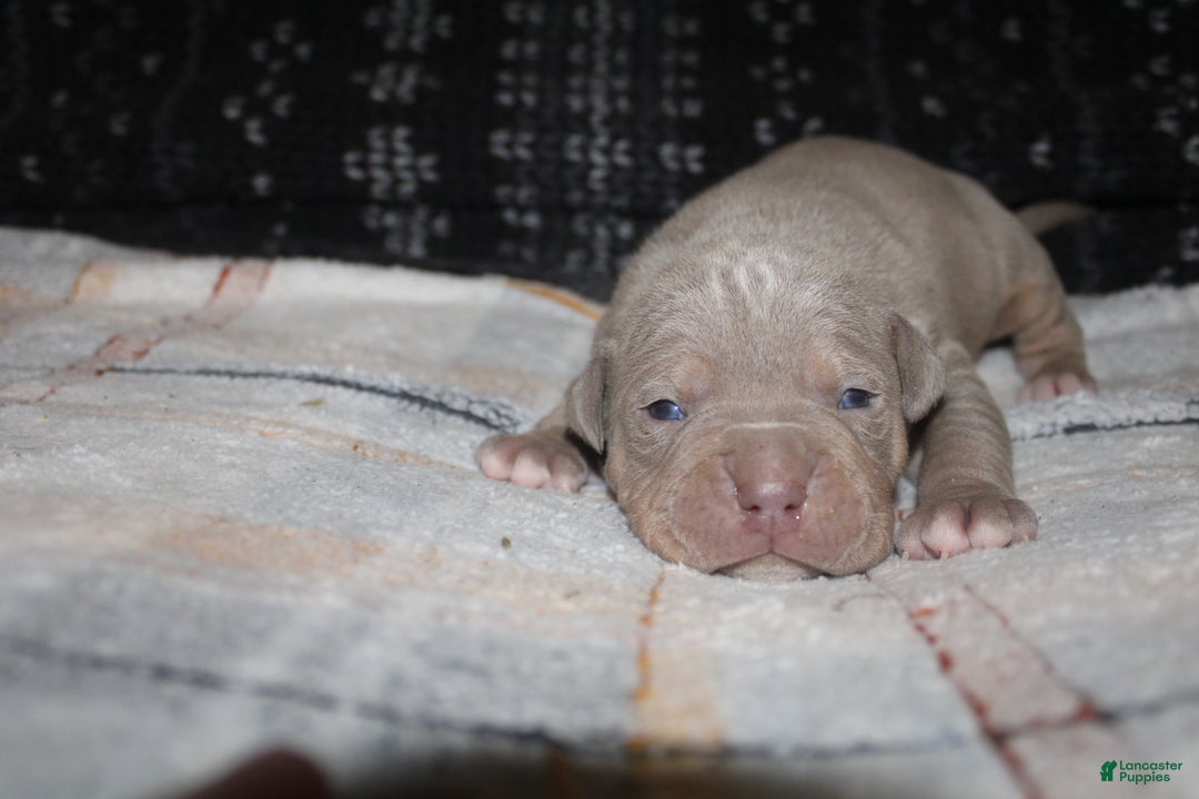 American Bully dogs for sale: Lykin - Ad 3