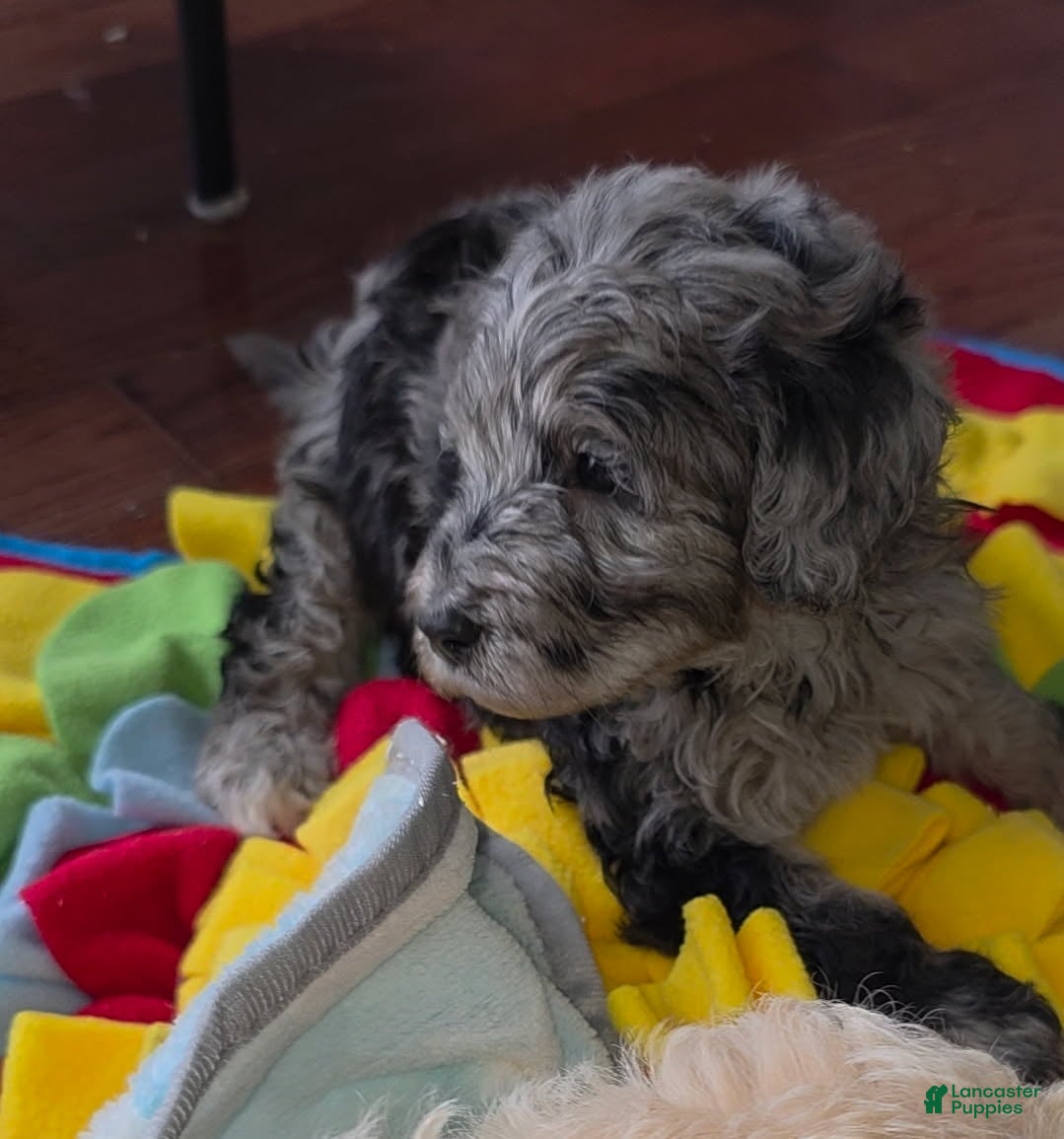 Goldendoodle dogs Mini Goldendoodle Female - Ad 2