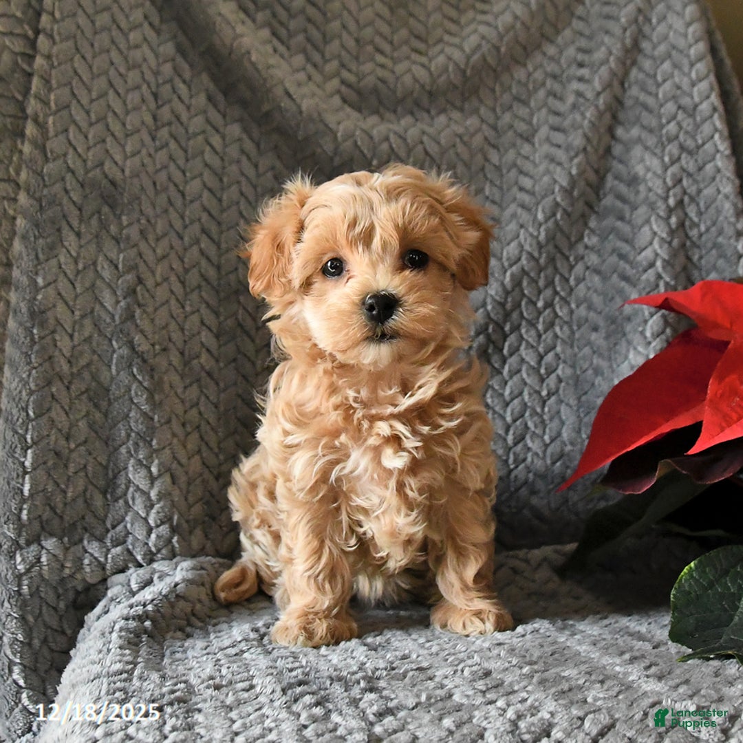 Maltipoo dogs for sale: Callie - Ad 3