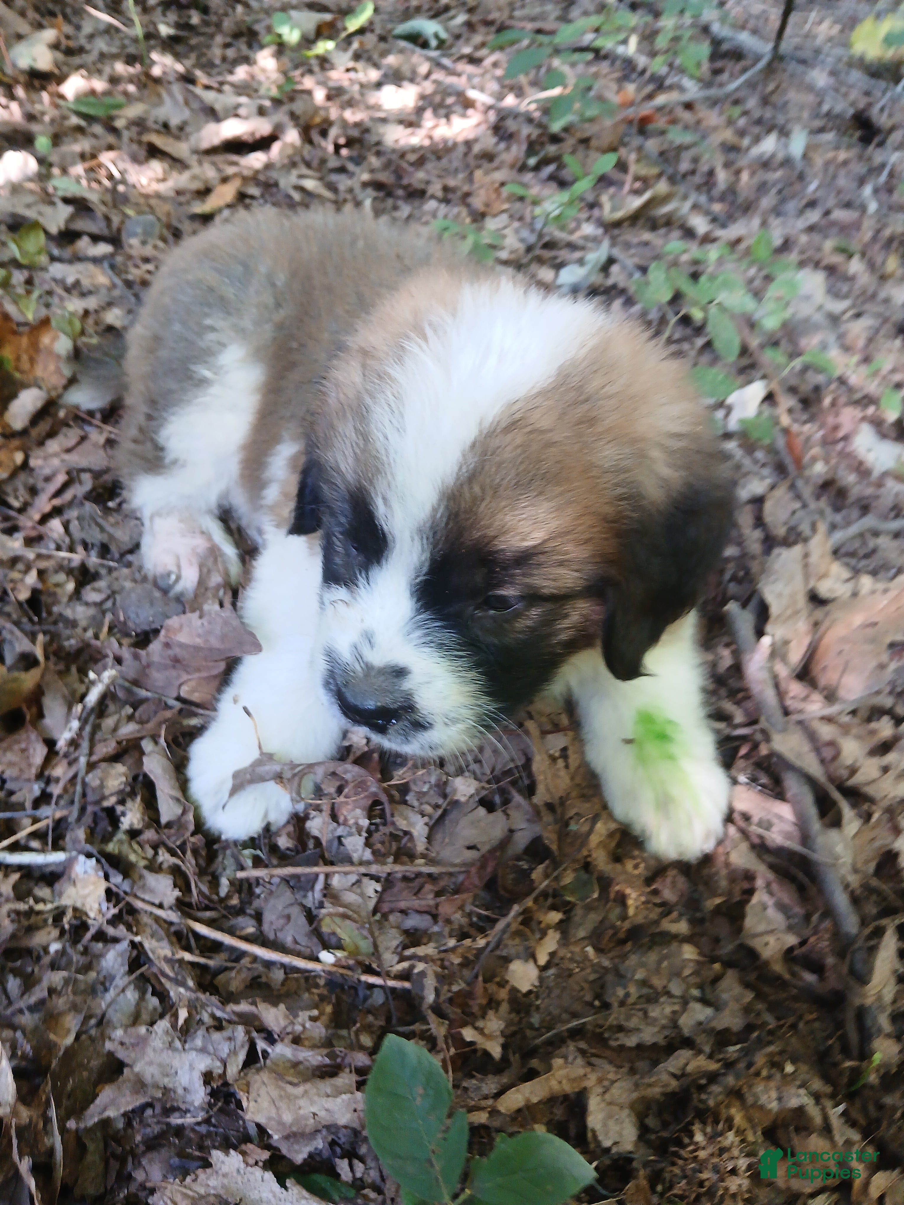 Saint Bernard dogs Saint Bernard 3 BOY - Ad 17
