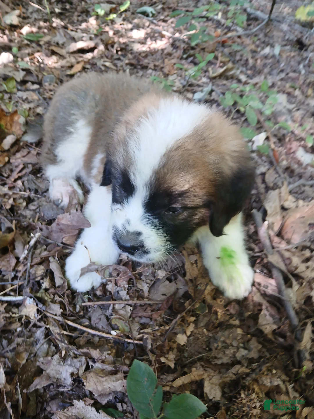 Saint Bernard dogs for sale: Saint Bernard 3 BOY - Ad 1