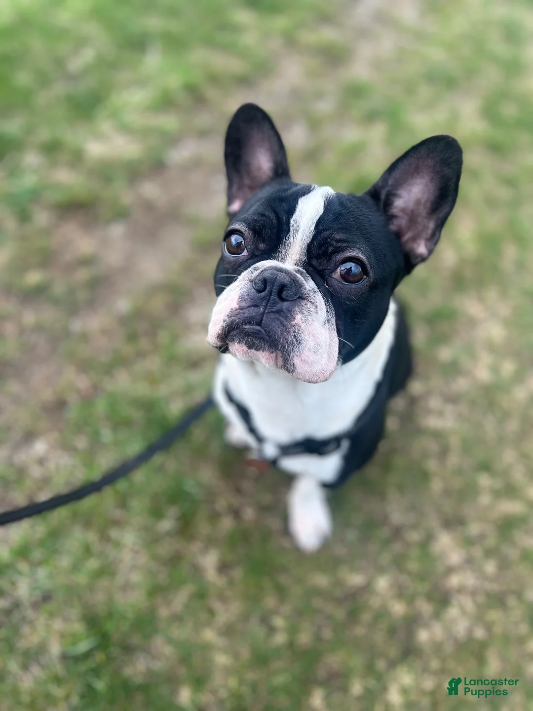 French Bulldog dogs for sale: French Bulldog 1 - Ad 2
