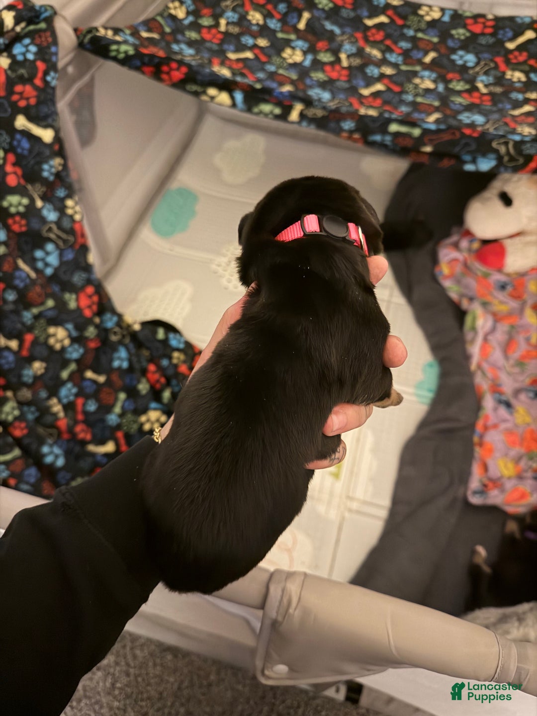 Mixed Breed dogs for sale: Hera - Ad 2