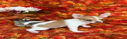 Pomchi dogs for sale: Sammy - Ad 6