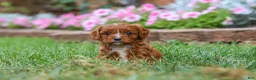 Cavapoo dogs for sale: Bodie - Ad 9