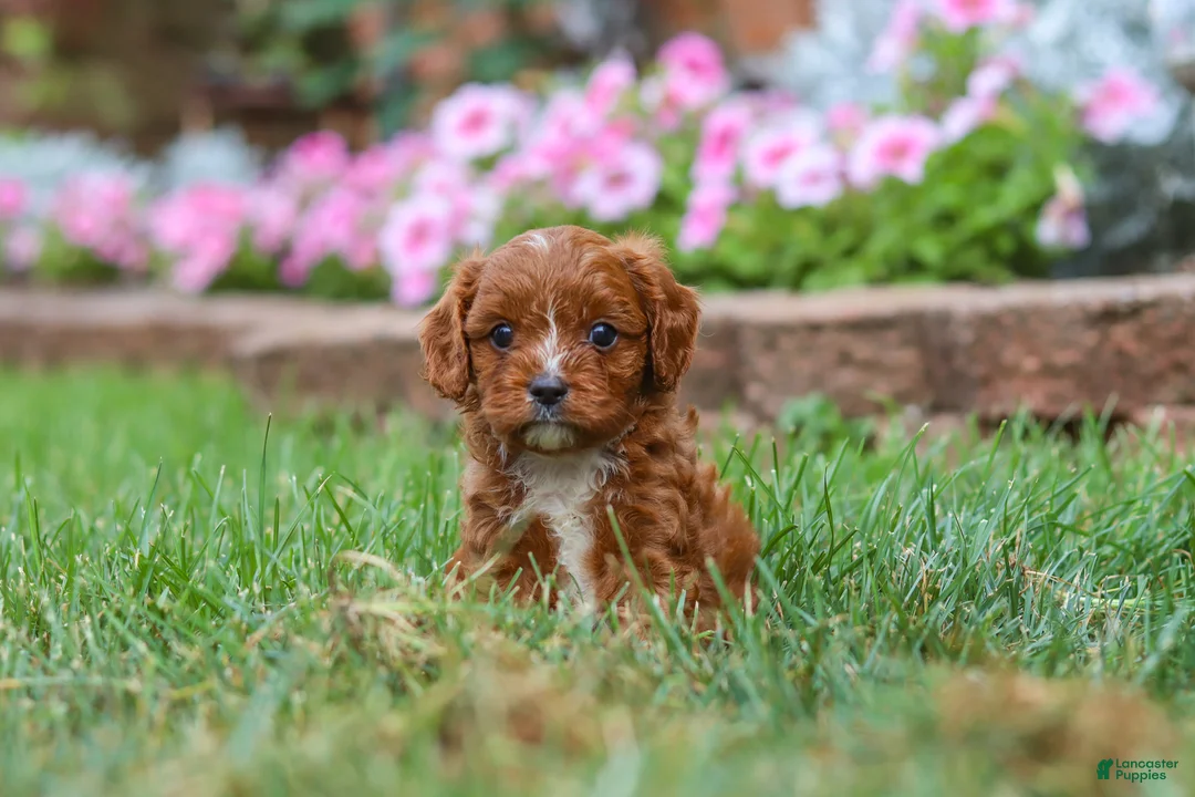 Cavapoo dogs for sale: Bodie - Ad 9