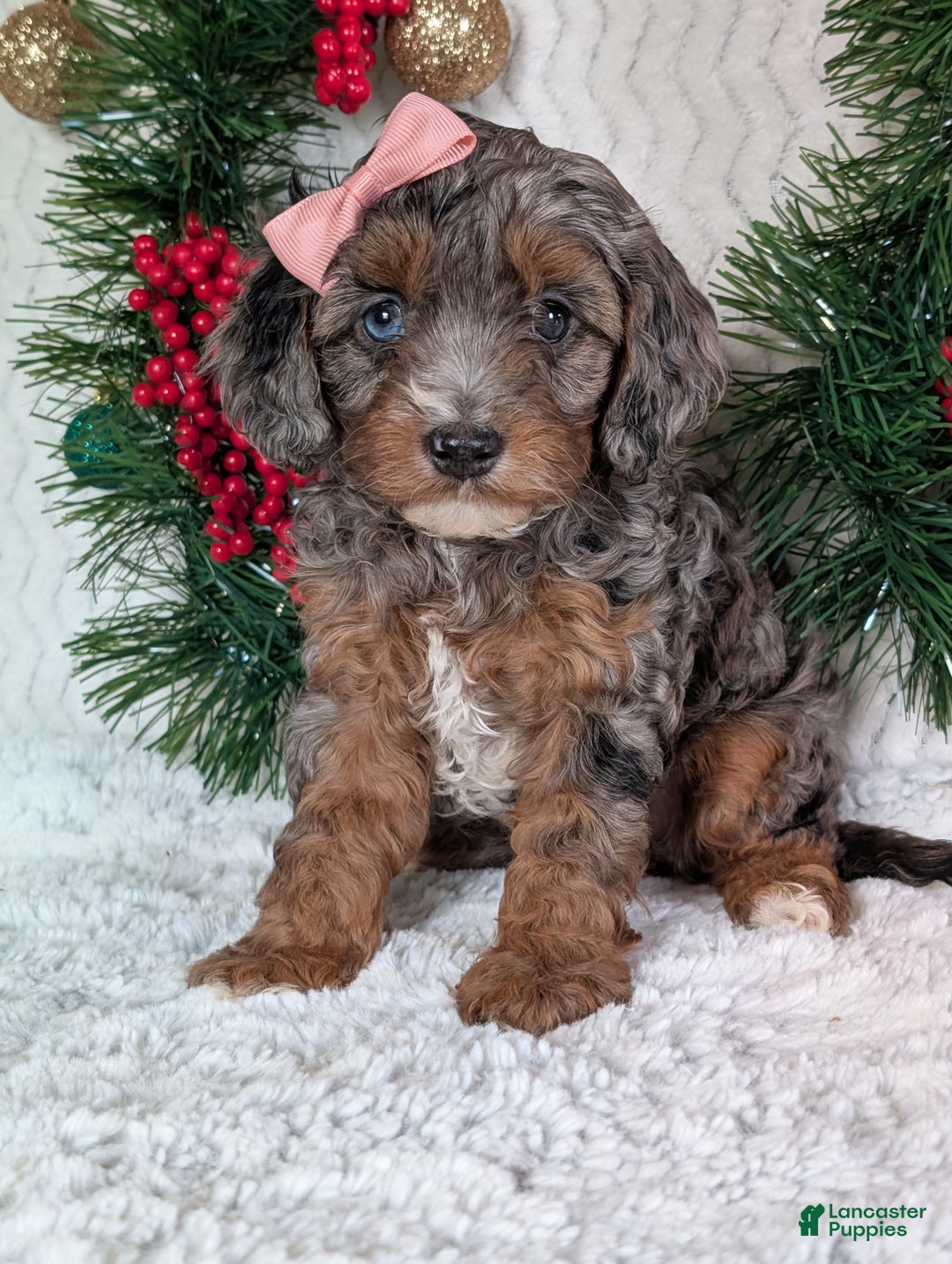 Cavapoo dogs for sale: Abby  - Ad 16