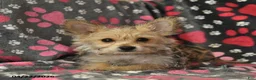 Morkie dogs for sale: Beauty - Ad 5