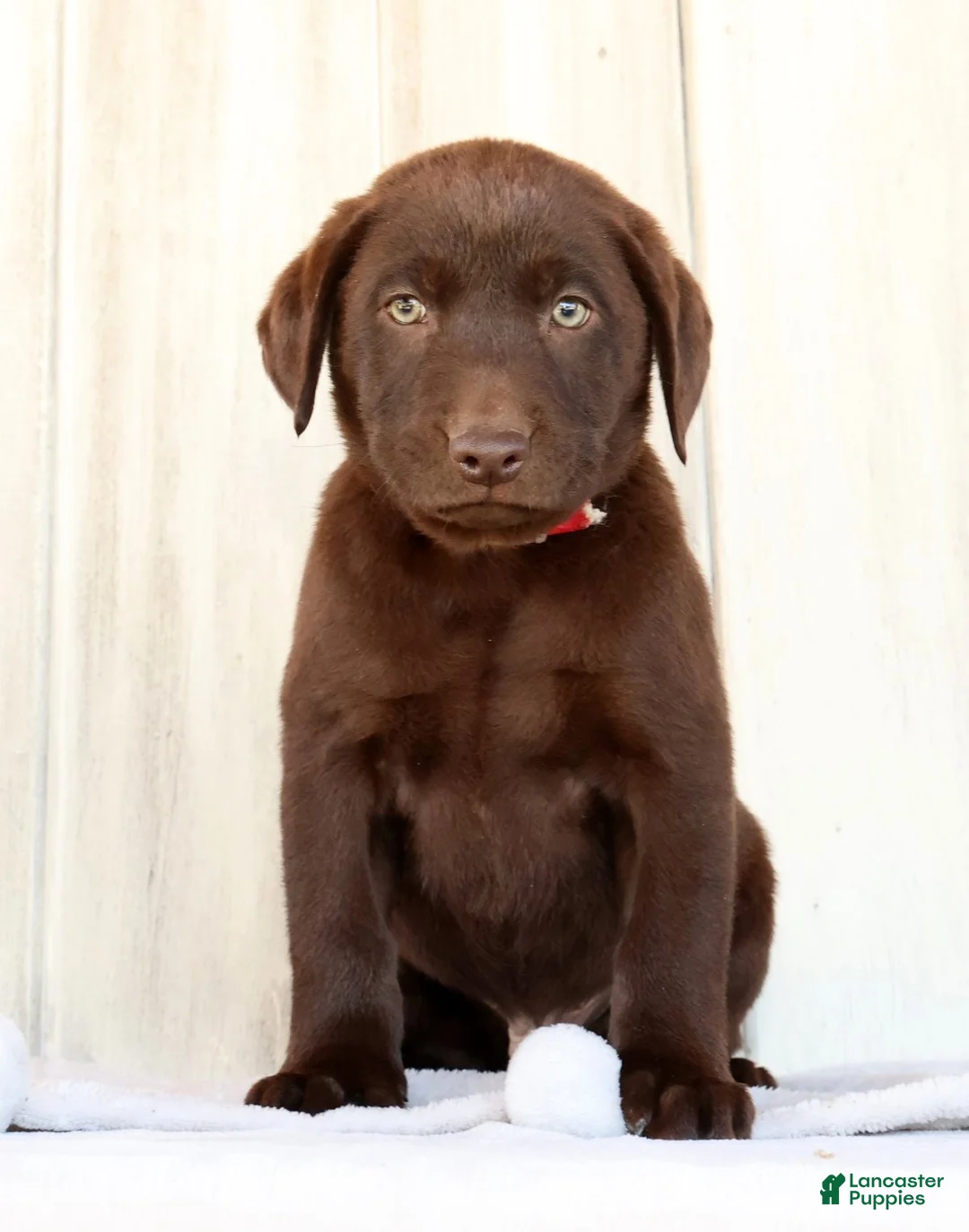 Labrador Retriever dogs for sale: Renny - Ad 2