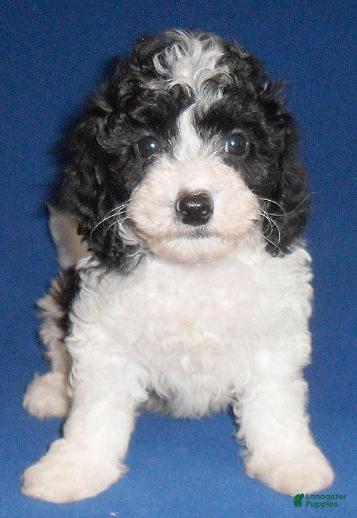 Shihpoo dogs Snoopy - Ad 2