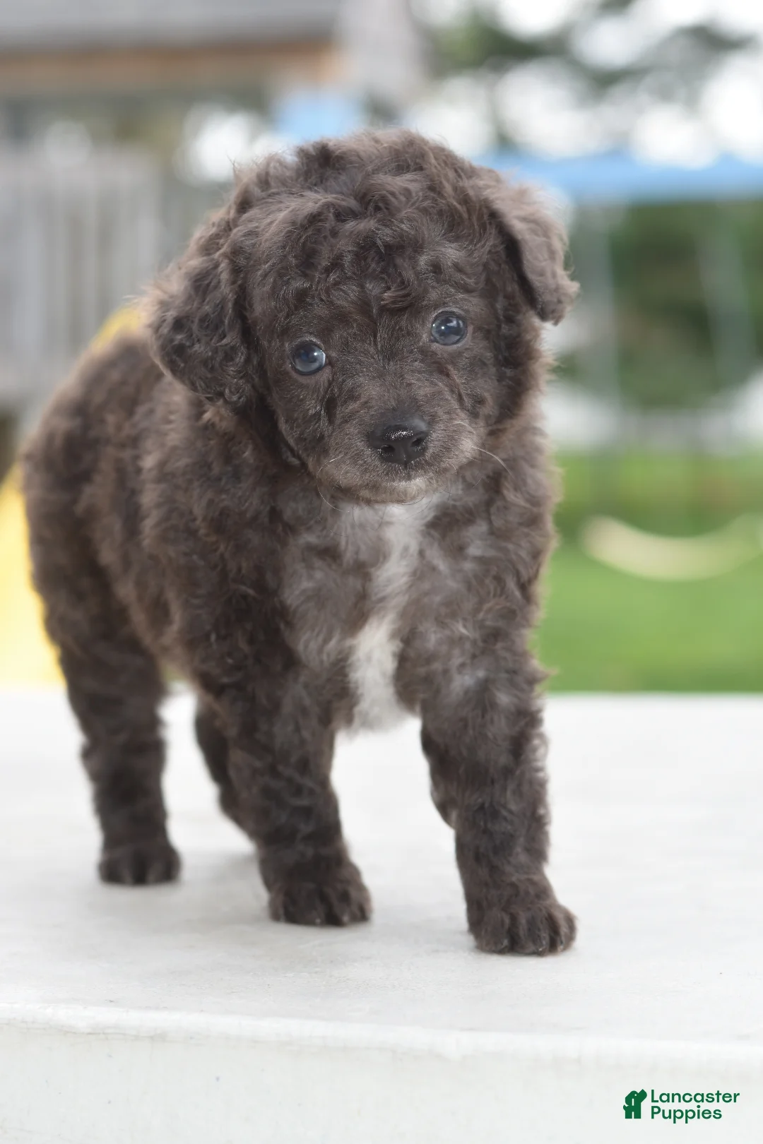 Cockapoo dogs for sale: Prince f1b  - Ad 1