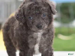 Cockapoo dogs for sale: Prince f1b - Ad 1