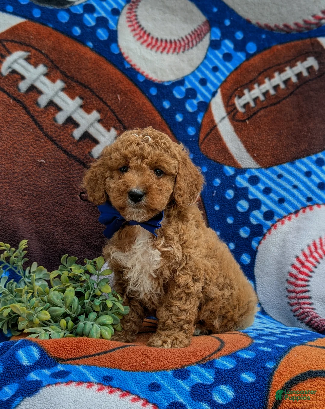 Cockapoo dogs for sale: Nikos Hypoallergenic - Ad 1