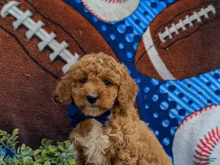 Cockapoo dogs for sale: Nikos Hypoallergenic - Ad 4