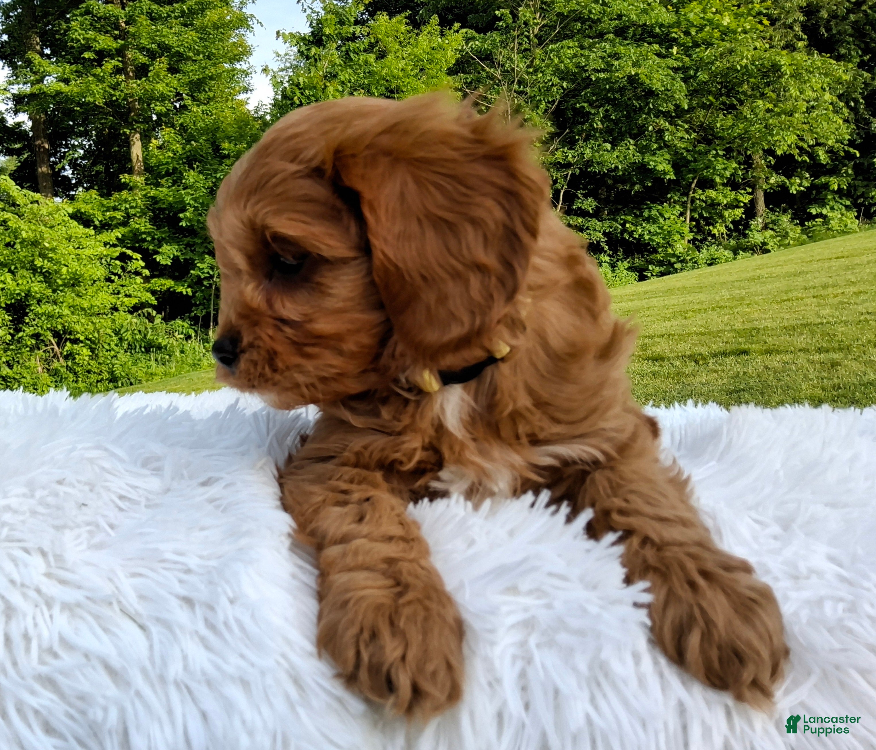 Cavapoo dogs Peanut - Ad 2