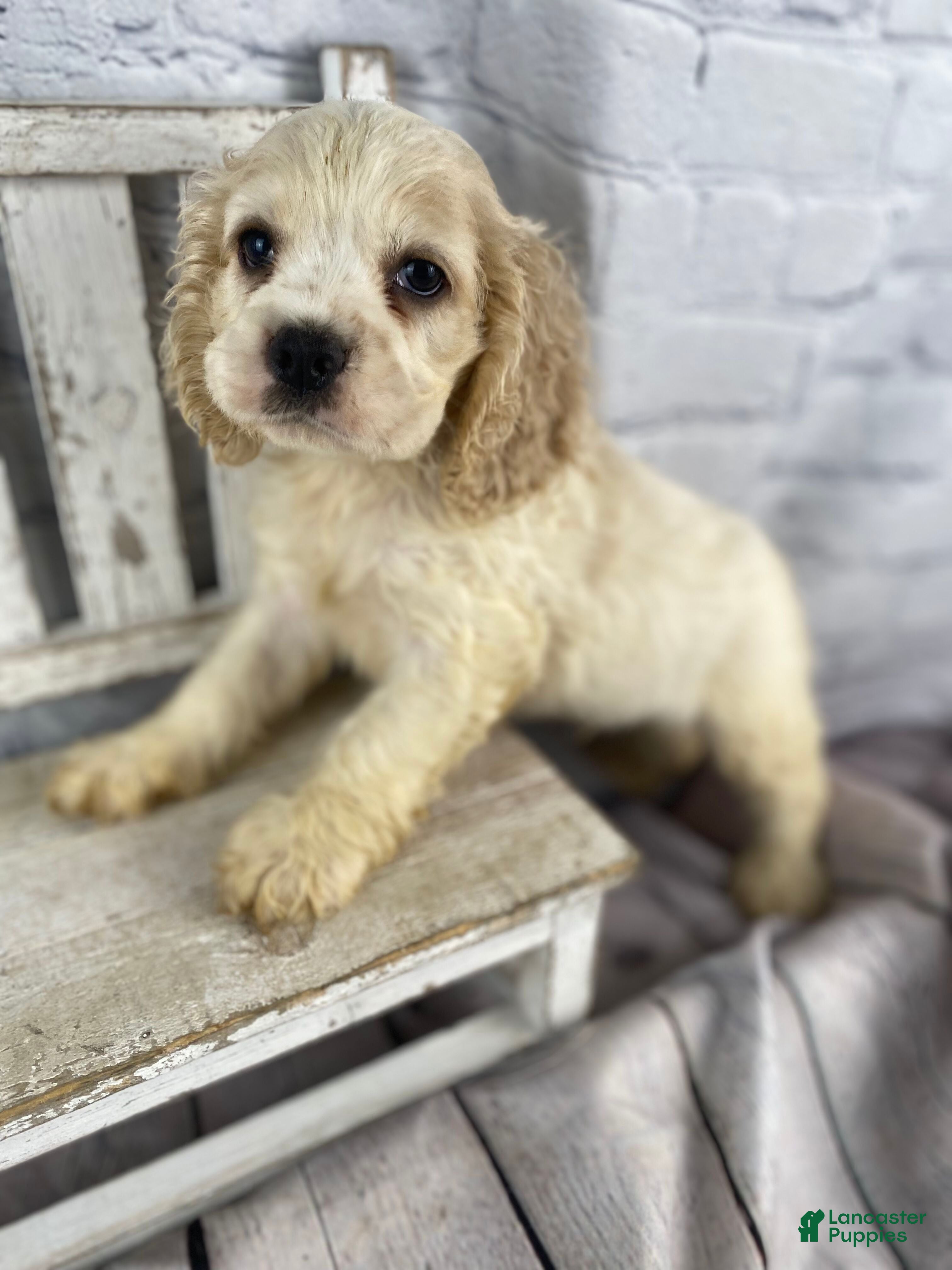 Cocker Spaniel dogs Ziggy - Ad 1