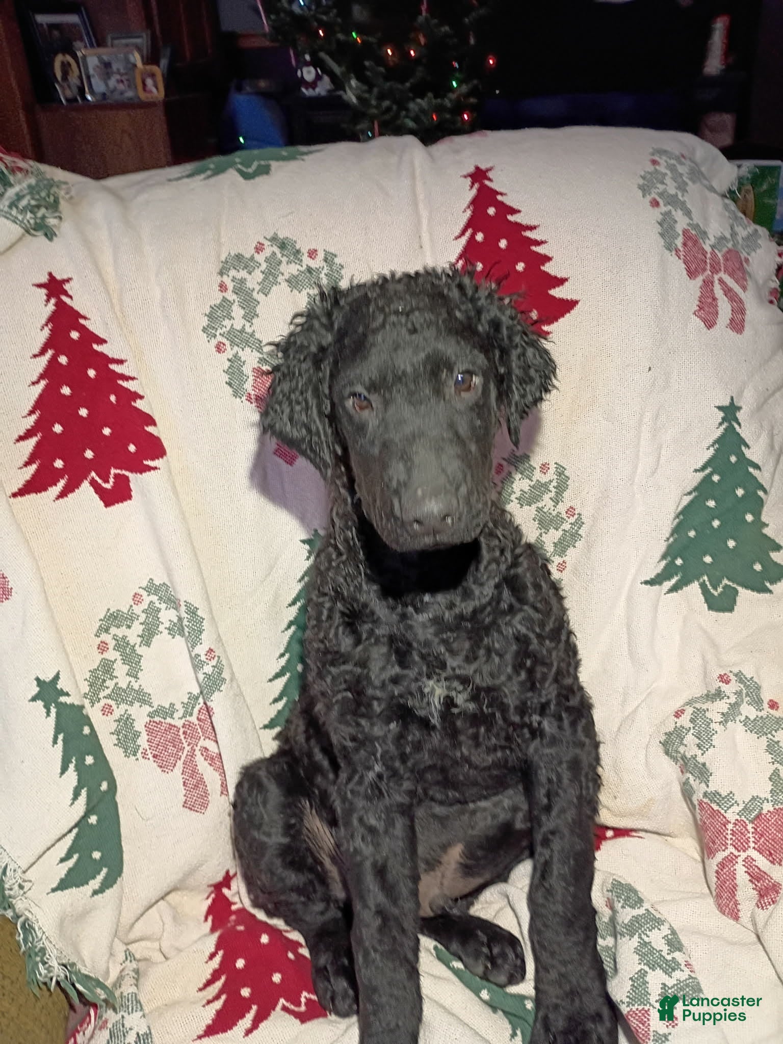 Curly Coated Retriever dogs Curly Coated Retriever Puppy 2 - Ad 2