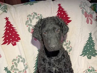 Curly Coated Retriever dogs Curly Coated Retriever Puppy 2 - Ad 2