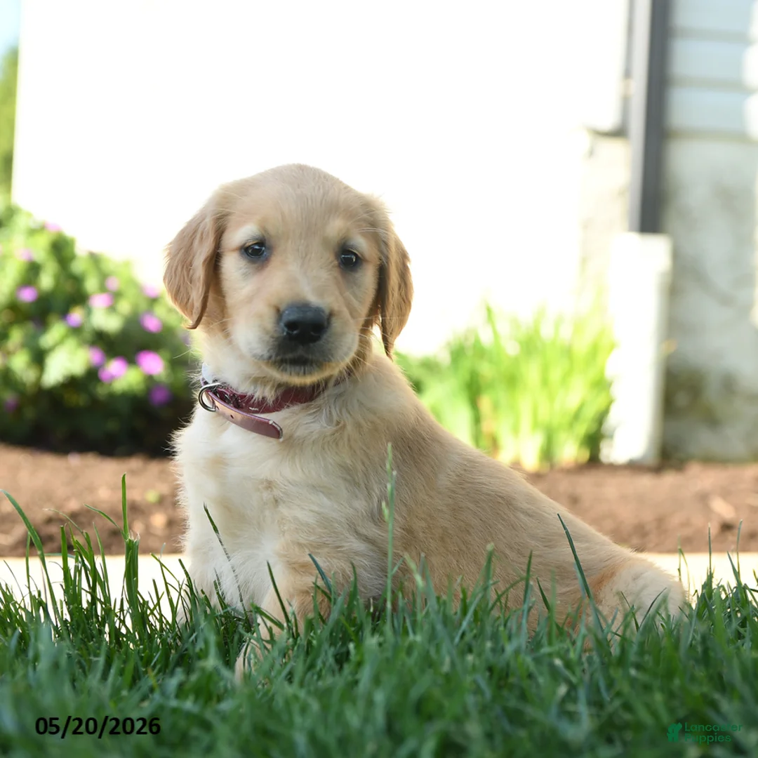 Golden Retriever dogs for sale: Hilda - Ad 2