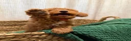 Toy Poodle dogs for sale: Toy Poodle 2 - Ad 8