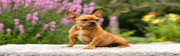 French Bulldog dogs for sale: Diesel - Ad 13