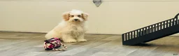 Miniature Poodle dogs for sale: Dazzler Miniature Poodle  - Ad 10