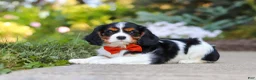 Cavalier King Charles Spaniel dogs for sale: Skylar - Ad 6