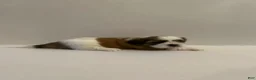 Shih Tzu dogs for sale: Shih Tzu 3 baby boy orange - Ad 2
