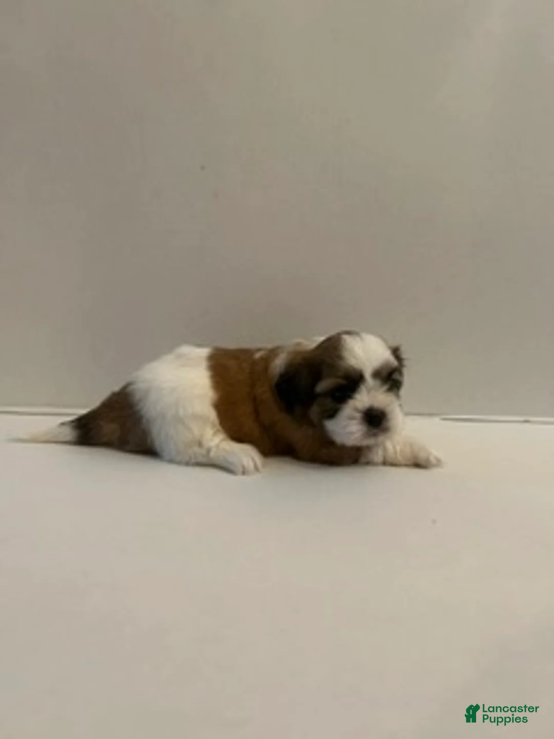 Shih Tzu dogs for sale: Shih Tzu 3 baby boy orange - Ad 2