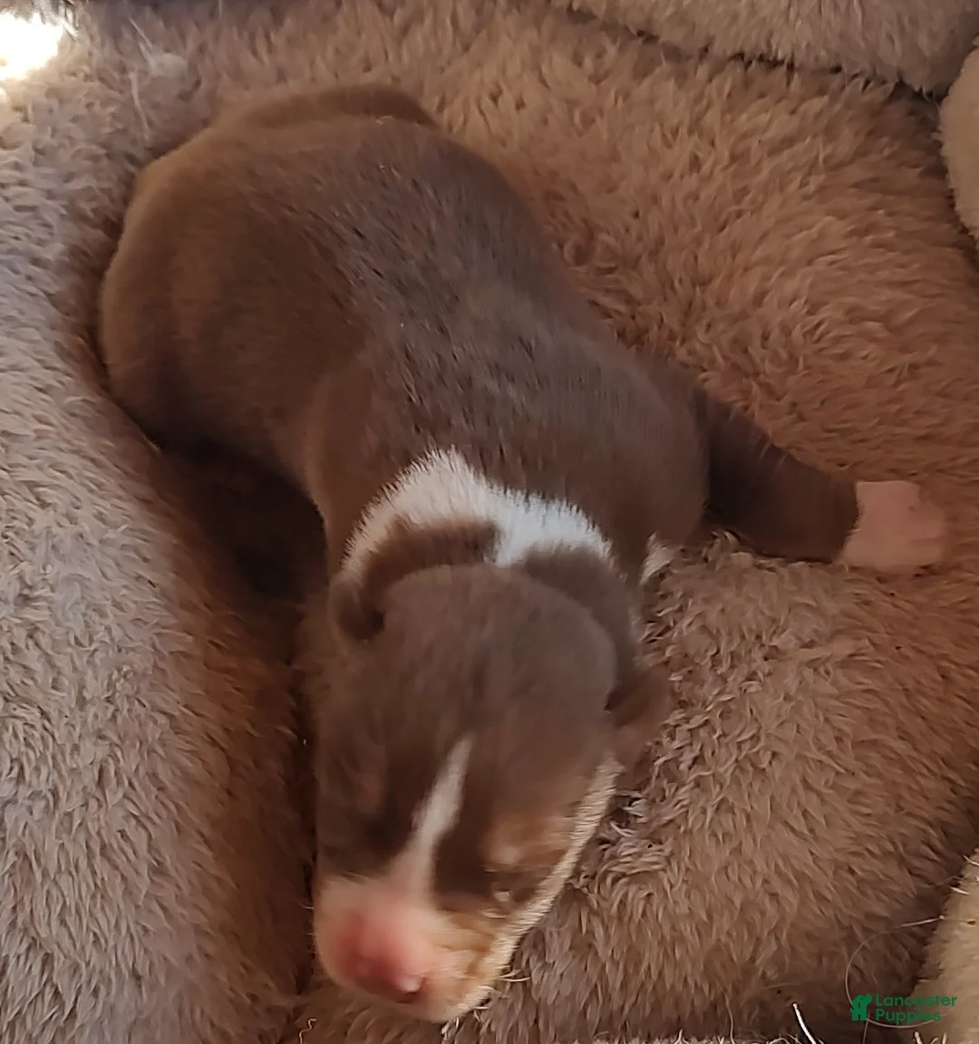 Siberian Husky dogs for sale: Siberian Husky Puppy 1 - Ad 15