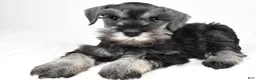 Miniature Schnauzer dogs for sale: Luis - Ad 5
