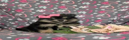 Pomeranian dogs for sale: Brooklyn - Ad 3