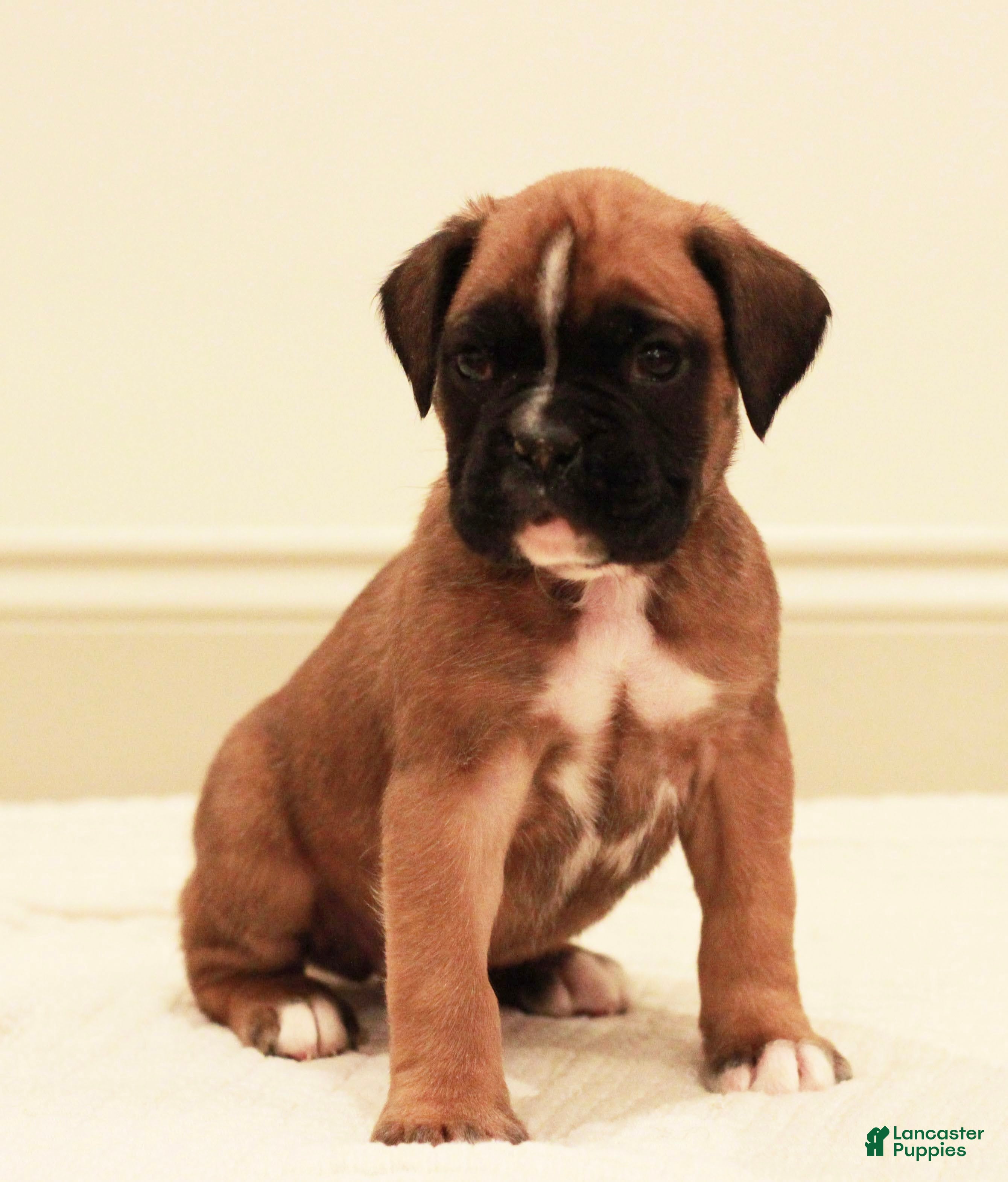 Boxer dogs Fenton - Ad 35