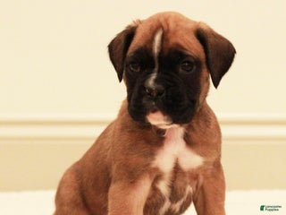 Boxer dogs Fenton - Ad 35