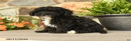 Miniature Poodle dogs for sale: Yelana - Ad 3