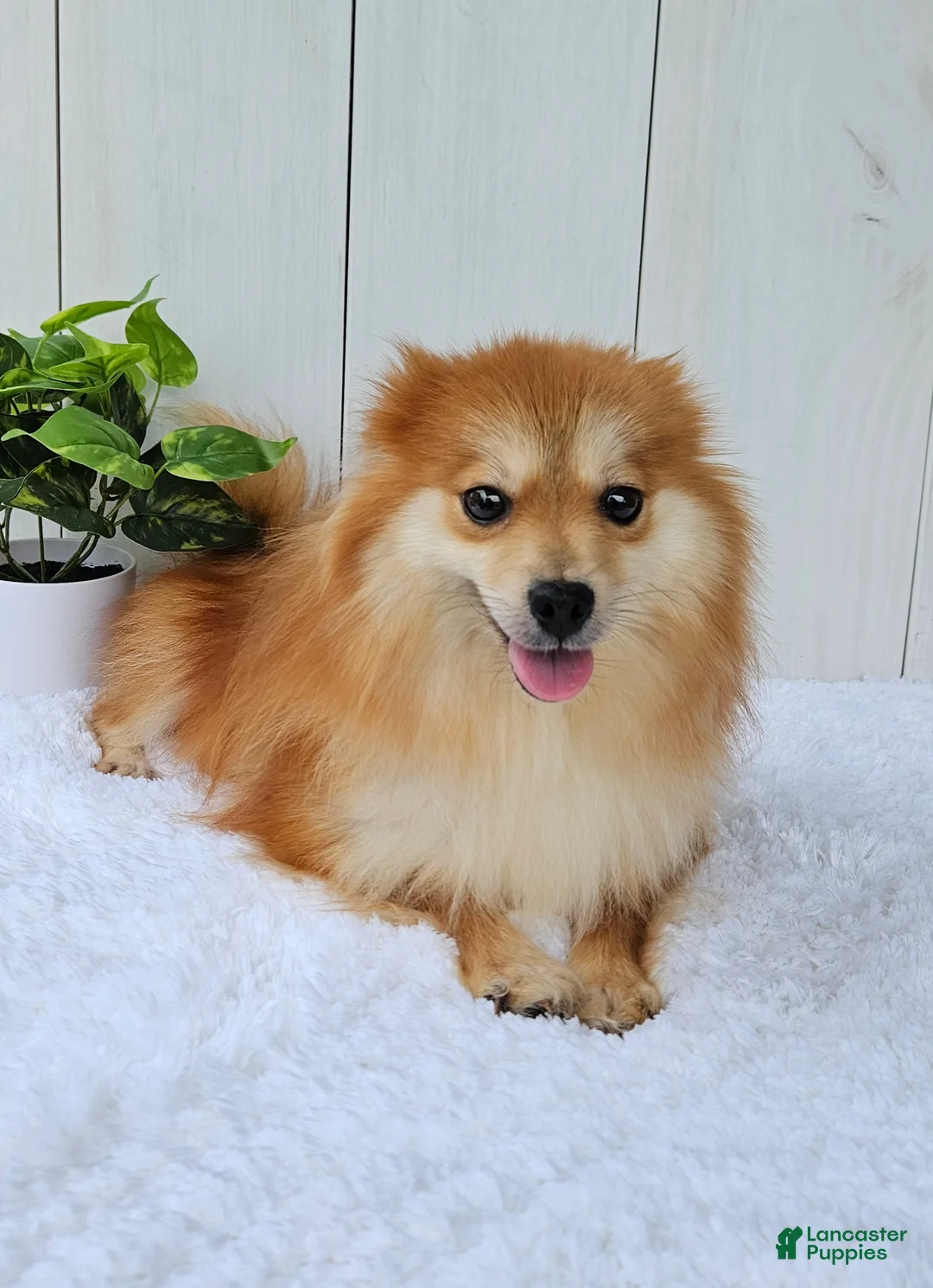 Pomeranian dogs for sale: Sadie - Ad 8