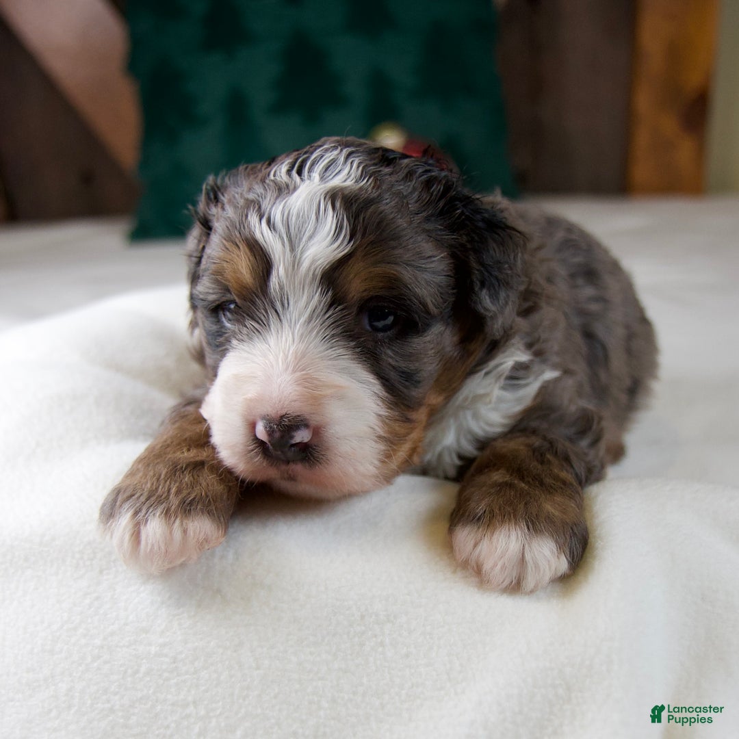 Mini Bernedoodle dogs for sale: Pudding Pop - Ad 9