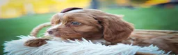 Cavapoo dogs for sale: CHARLIE - Ad 7